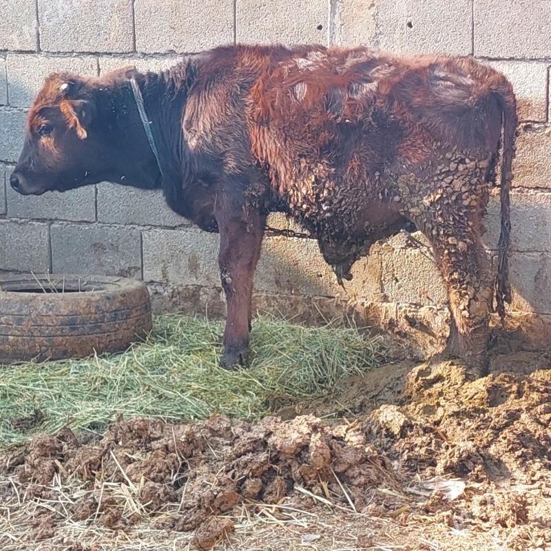 öküz tüwe - Гёкдепе - img 3