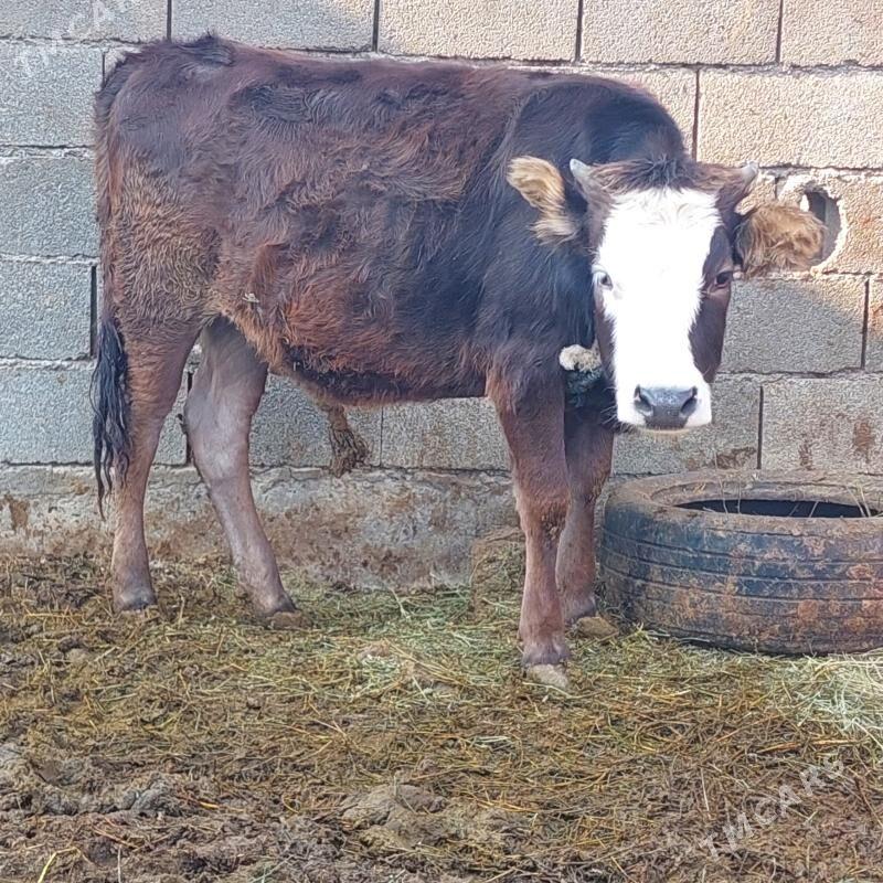 öküz tüwe - Гёкдепе - img 2