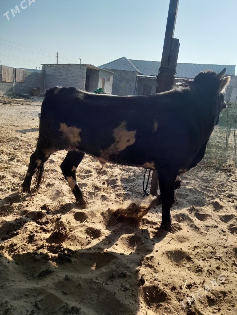 öküz - Гёкдепе - img 4