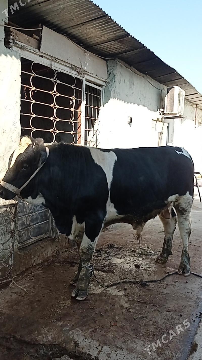 Gara ala öküz - Ашхабад - img 4