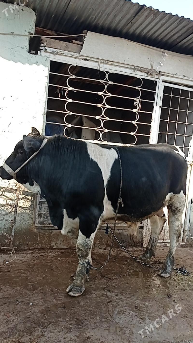 Gara ala öküz - Ашхабад - img 1