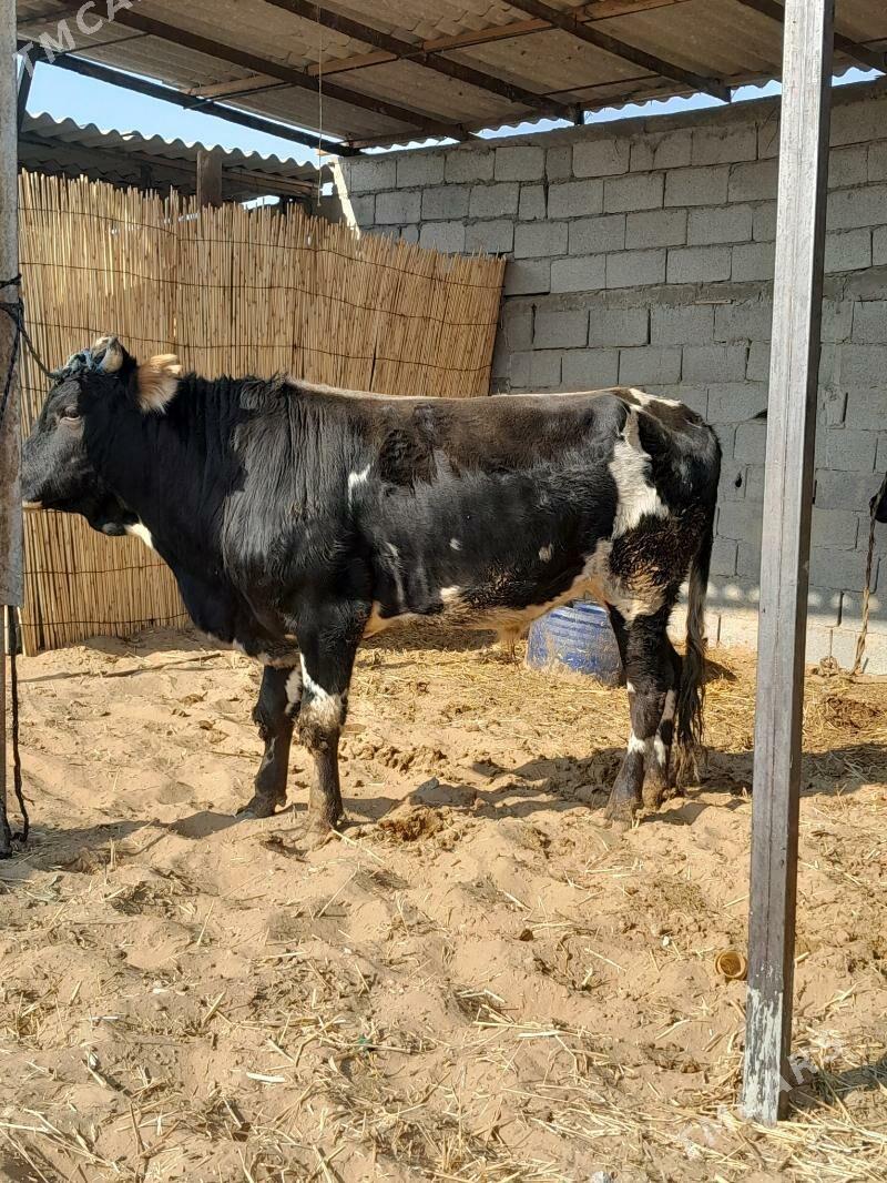 öküz - Гёкдепе - img 2