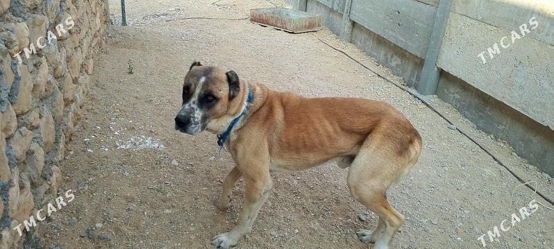 Gujik - Balkanabat - img 2