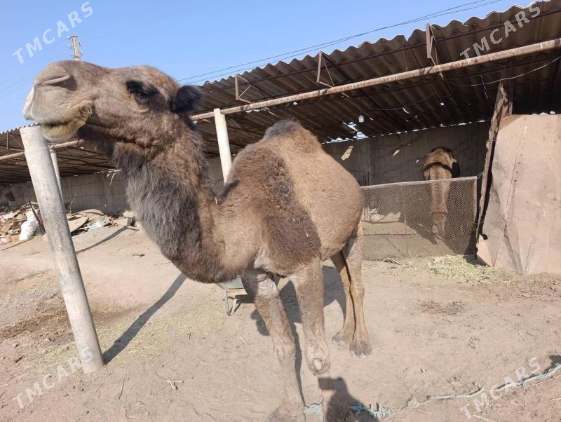 düýe - Babadaýhan - img 2