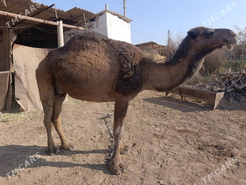 düýe - Babadaýhan - img 3