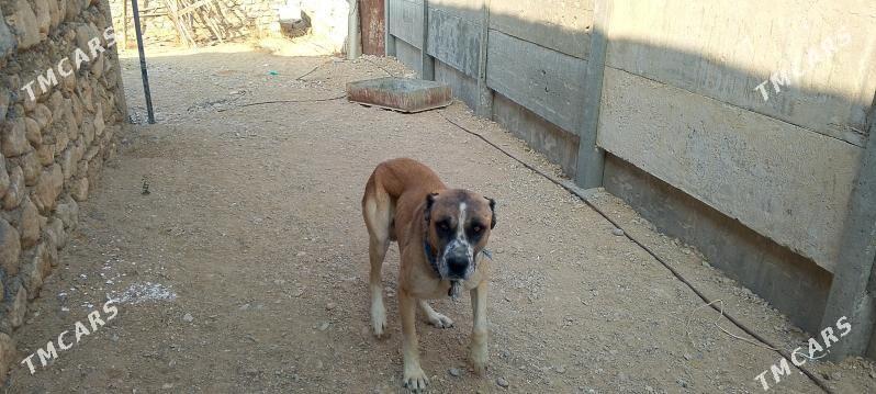 Gujik - Balkanabat - img 3