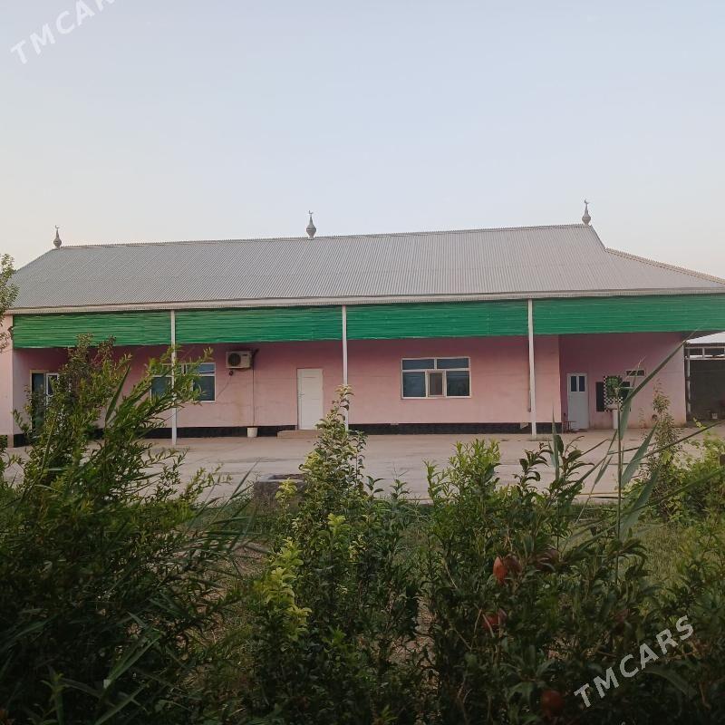 satlyk jay - Sarahs - img 6