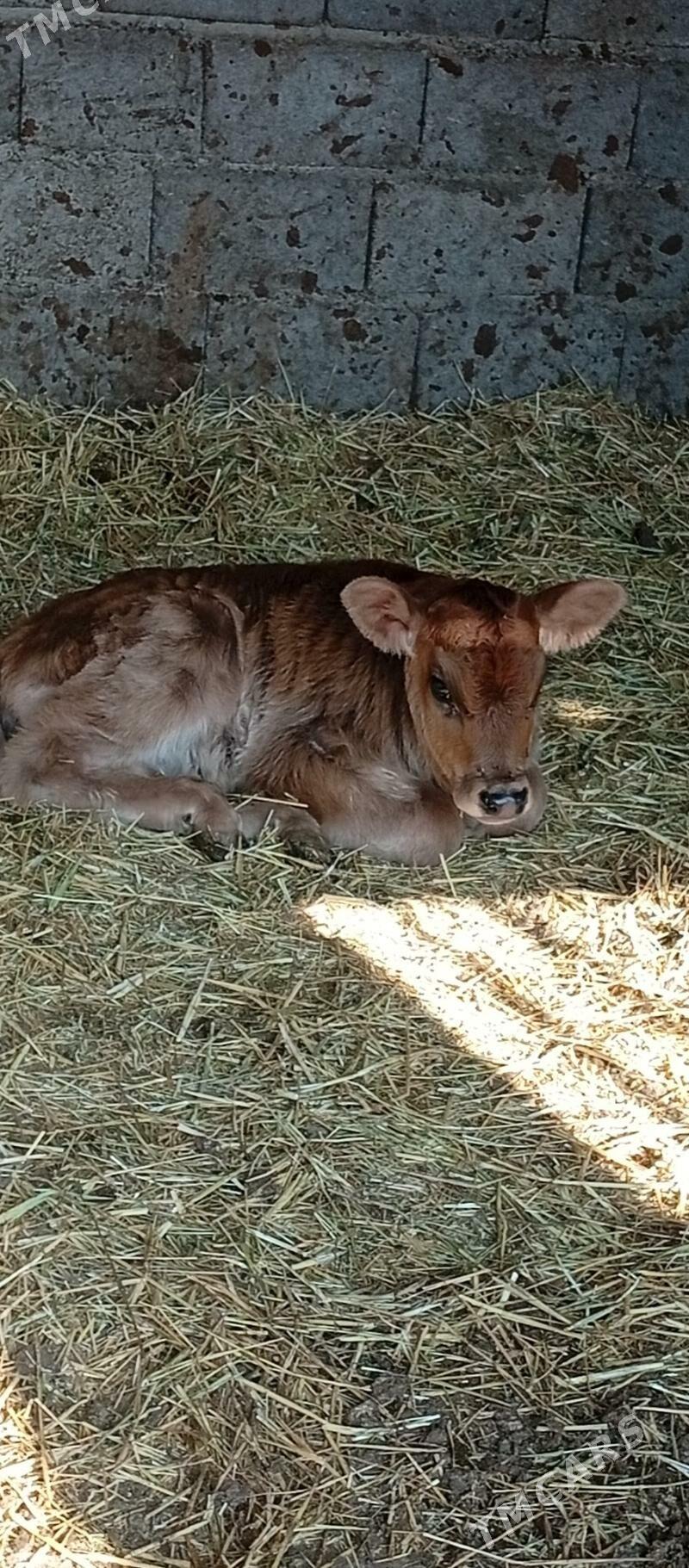 goleli sygyr - Bäherden - img 4