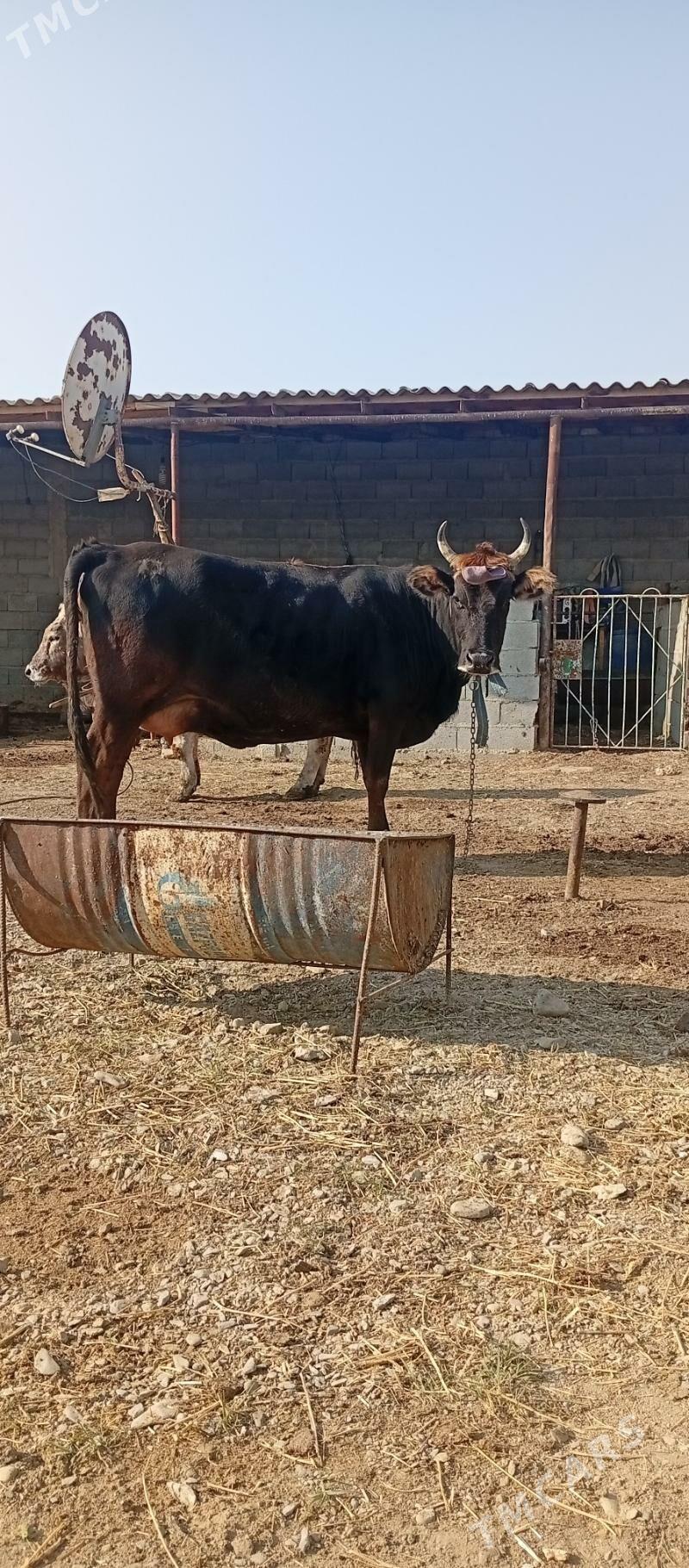 goleli sygyr - Bäherden - img 2