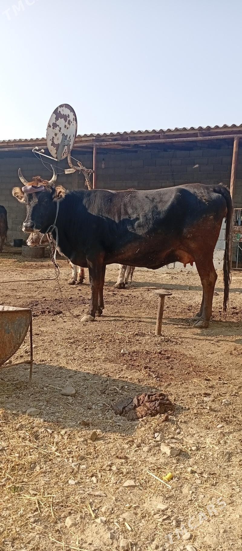 goleli sygyr - Bäherden - img 3