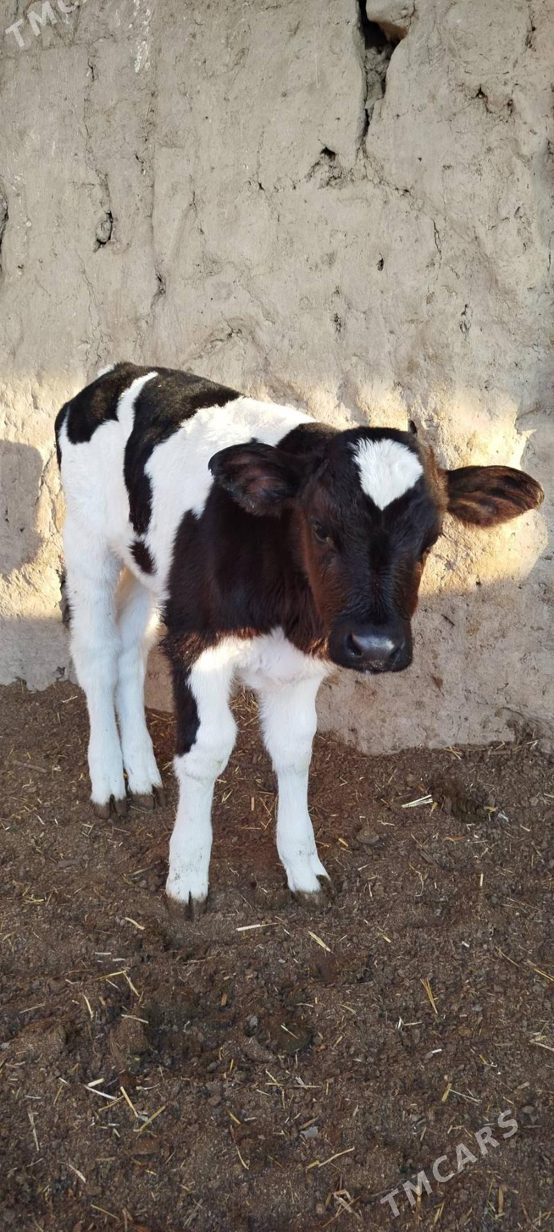 okuzce - Чарджоу - img 3