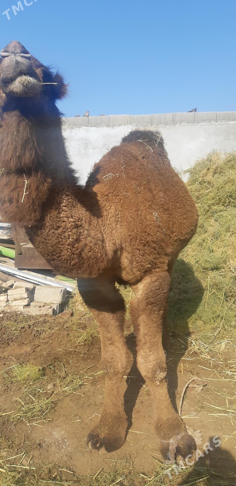 Duye - Чоганлы - img 2