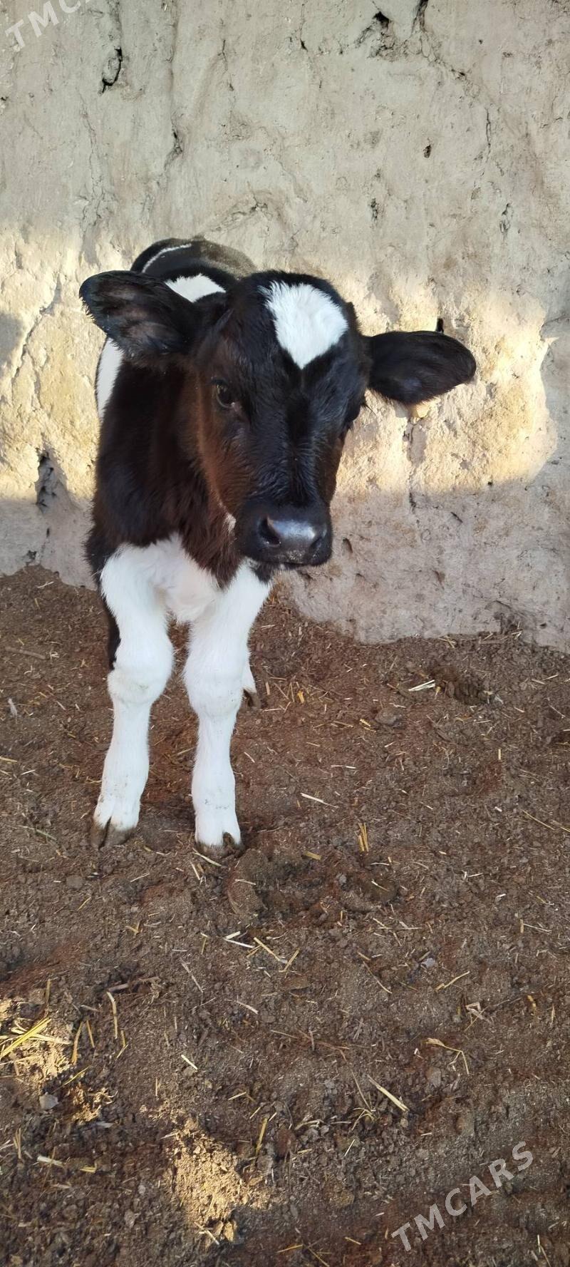 okuzce - Чарджоу - img 4