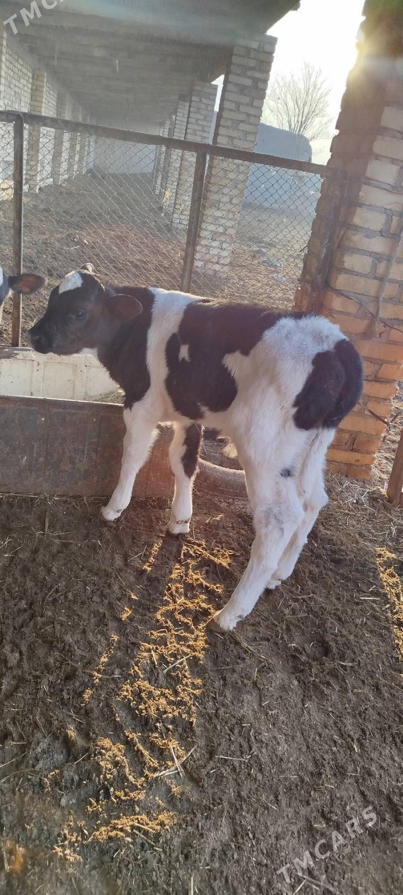 okuzce - Чарджоу - img 2