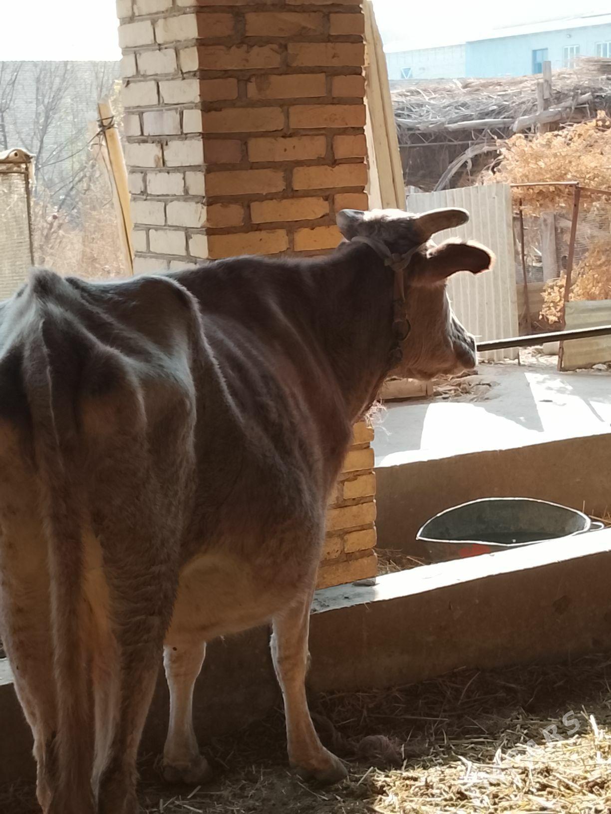 agyr bogaz sygyr - Дянев - img 3