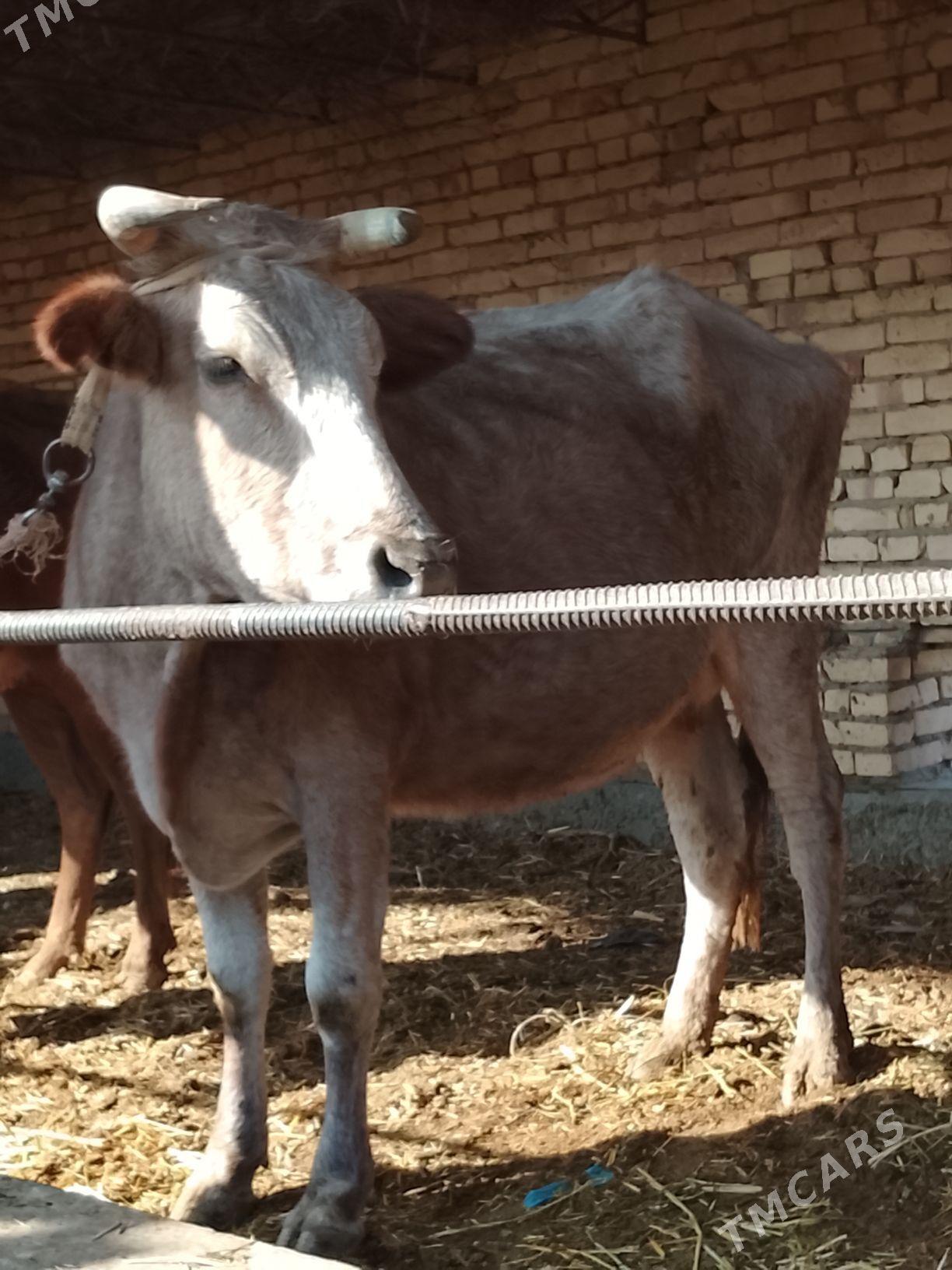 agyr bogaz sygyr - Дянев - img 7