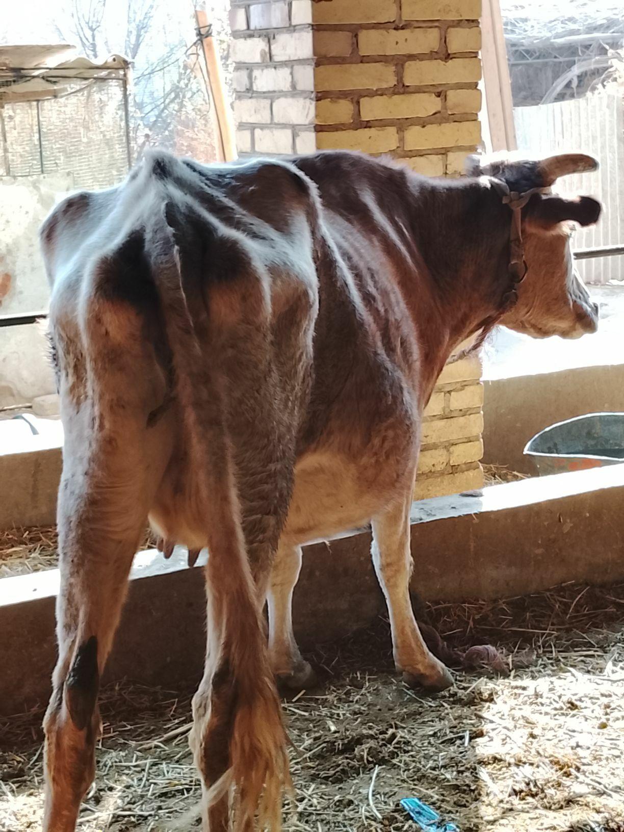 agyr bogaz sygyr - Дянев - img 6