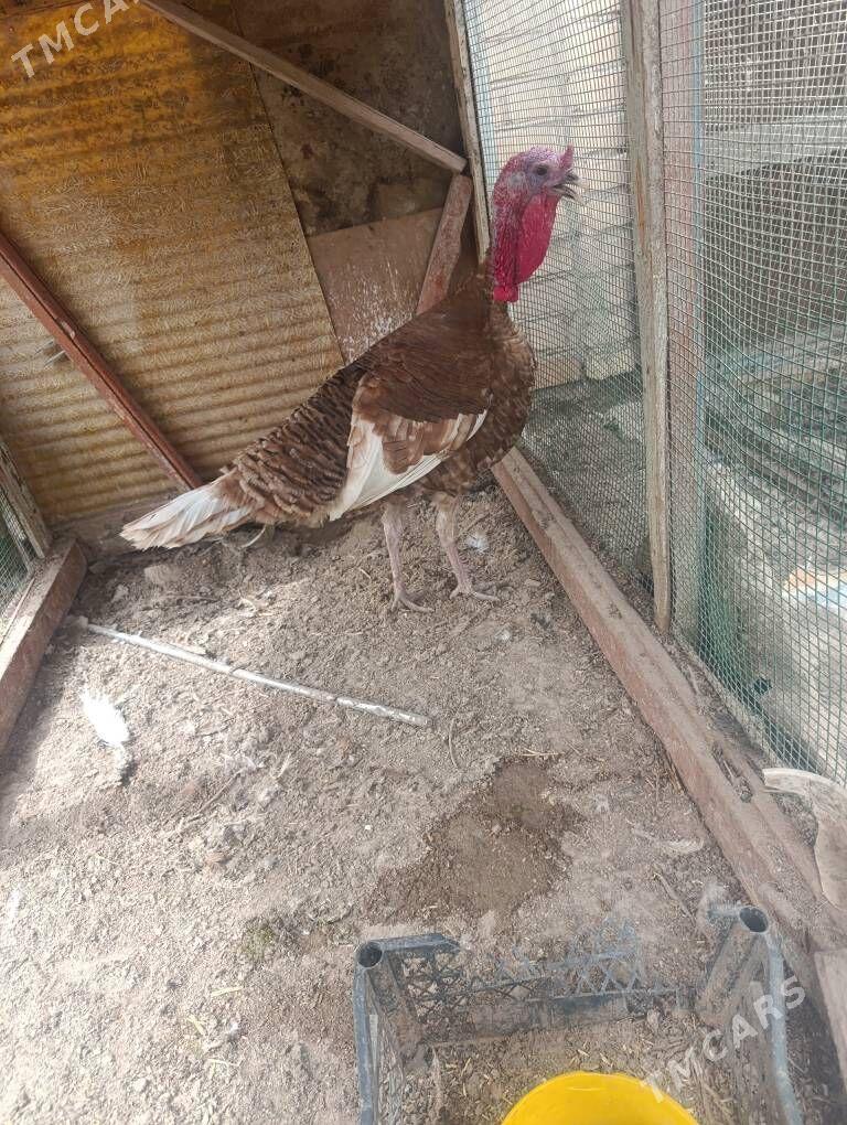 avgan induk yumurtgasy bar - Dänew - img 2