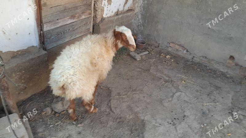 Баран, Tokly  - Gyzylarbat - img 3