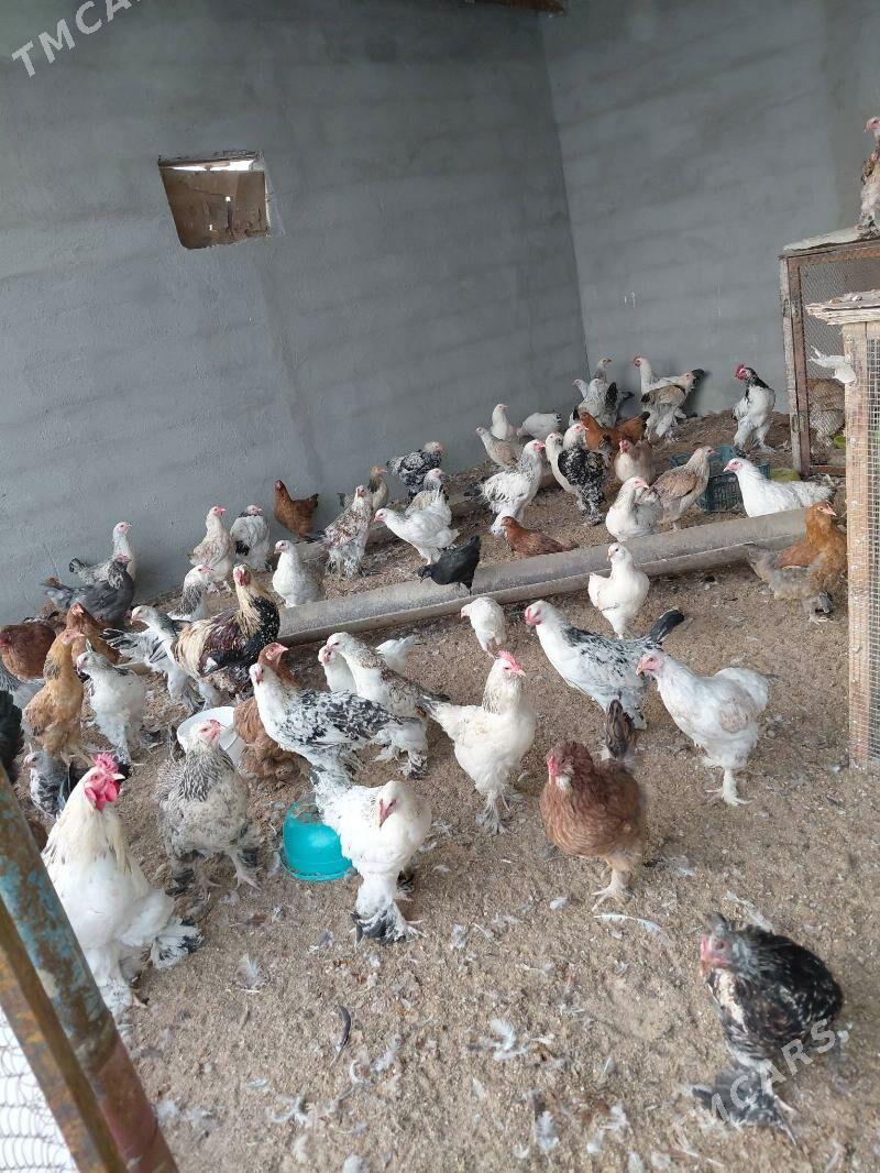 brama balgar garysyk - Gökdepe - img 3