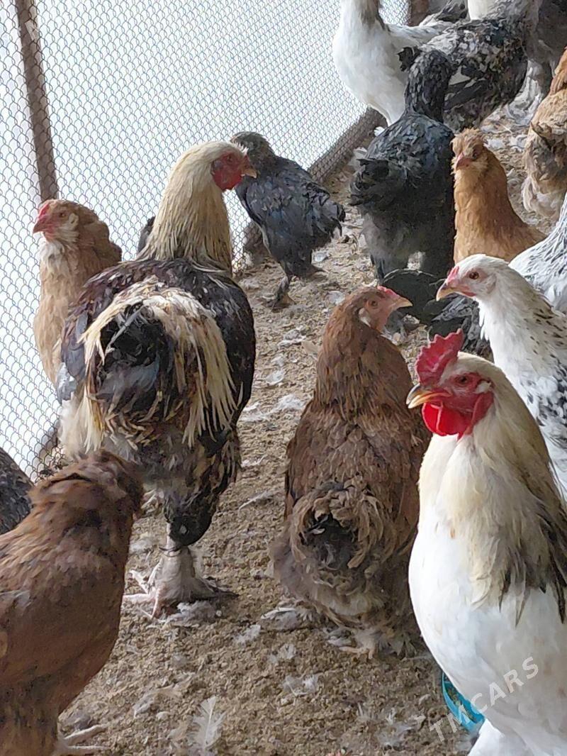 brama balgar garysyk - Gökdepe - img 2