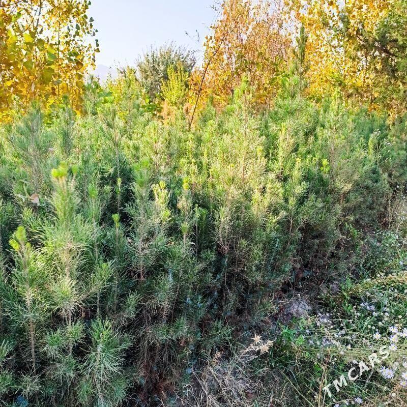 Sosna - Daşoguz - img 1