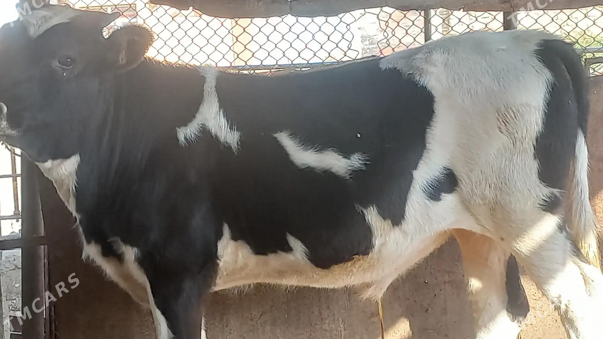 Okuz - Gumdag - img 2