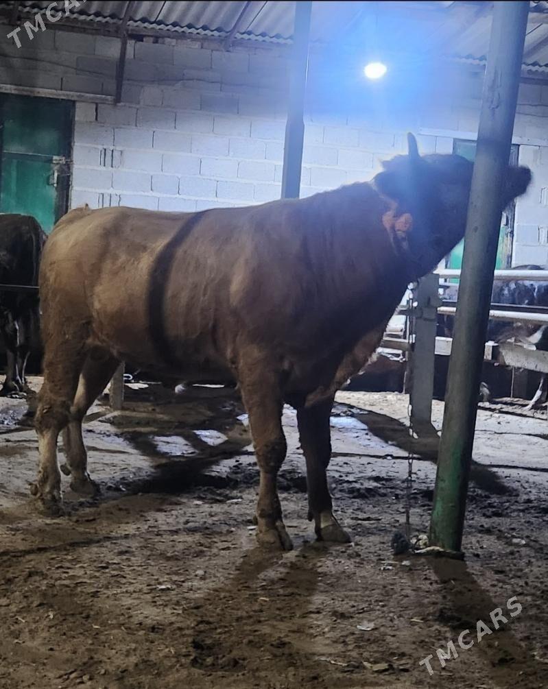 Okuz - Bäherden - img 2