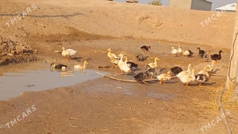 ördek ýaşylbaş - Wekilbazar - img 6