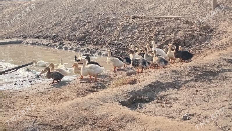 ördek ýaşylbaş - Wekilbazar - img 2