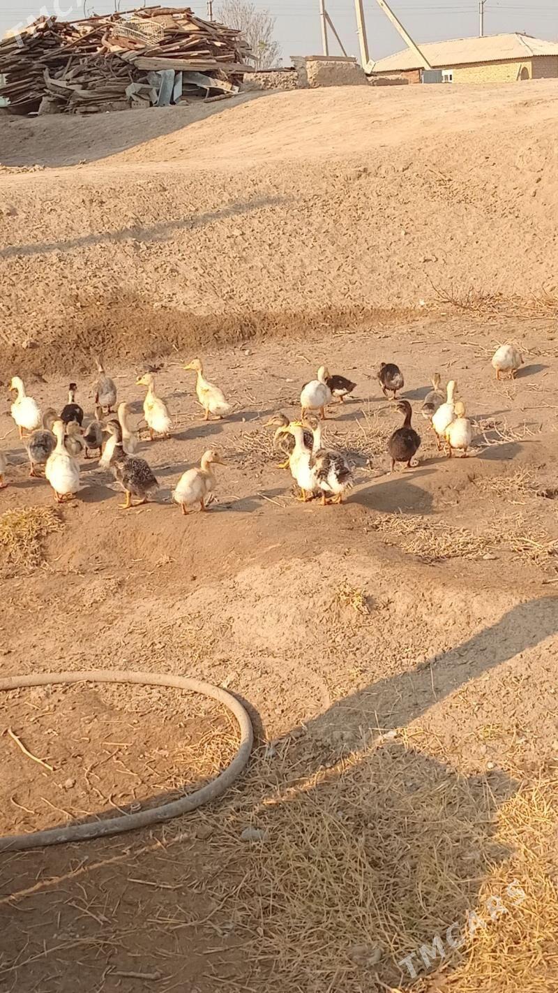 ördek ýaşylbaş - Wekilbazar - img 4