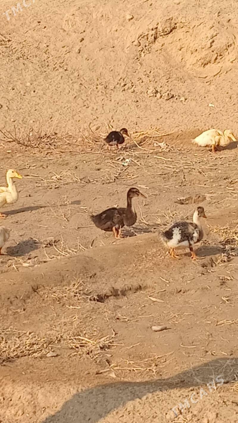 ördek ýaşylbaş - Wekilbazar - img 5