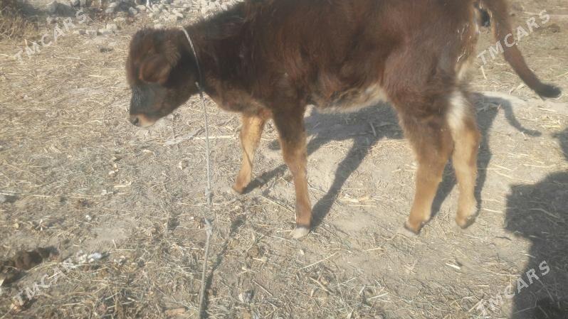 Hòjek - Çärjew - img 7