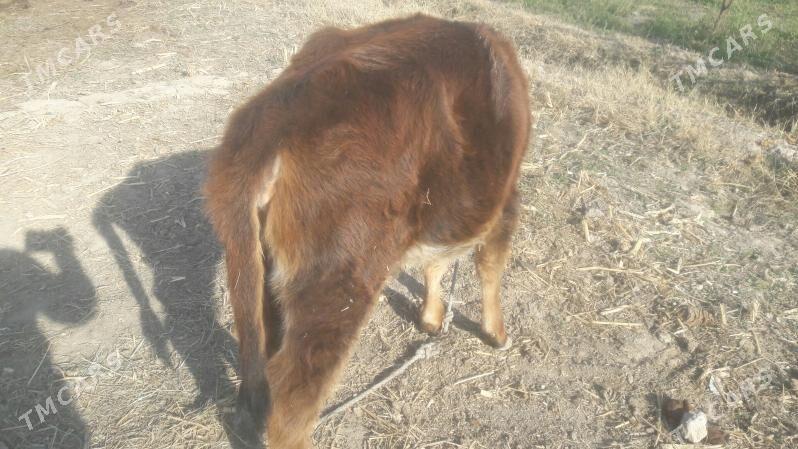 Hòjek - Çärjew - img 3