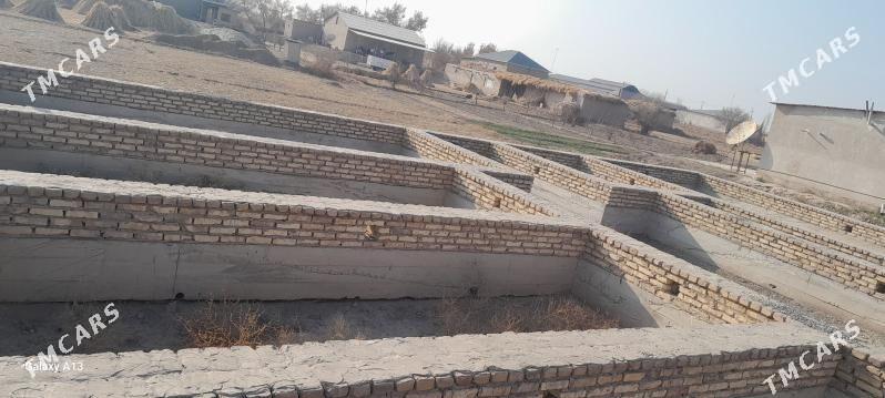 Satlyk jay - Гороглы (Тагта) - img 1