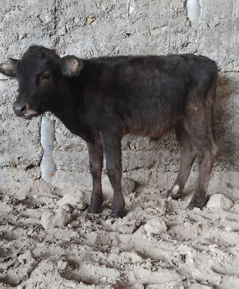 3 SANY ŠWES OKUZ - Büzmeýin - img 2