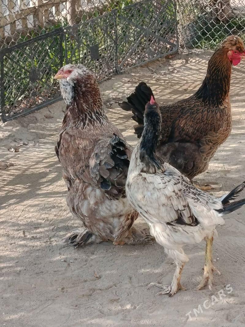 Obmen - Туркменбаши - img 1