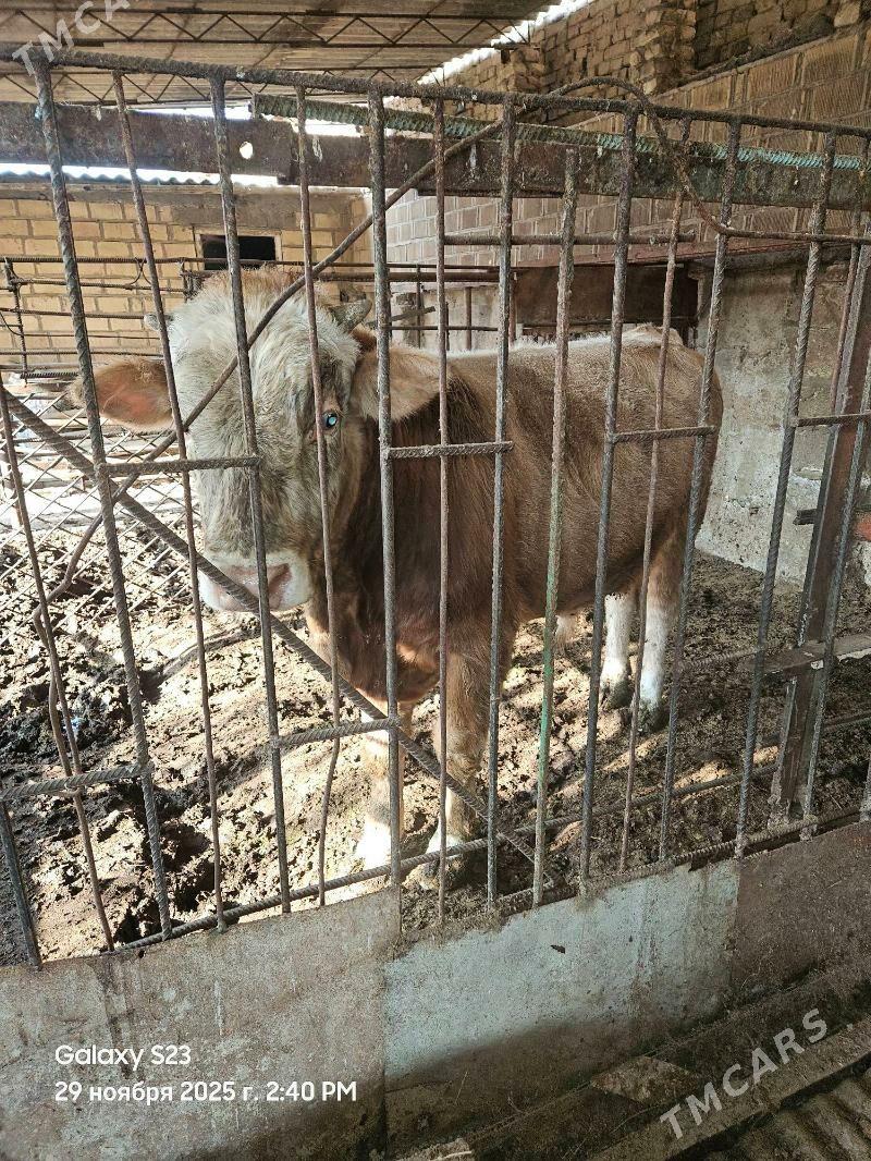 okuz - Gurtly - img 2