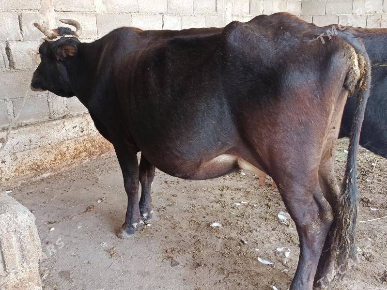 göleli sygyr - Гарадамак Шор - img 3