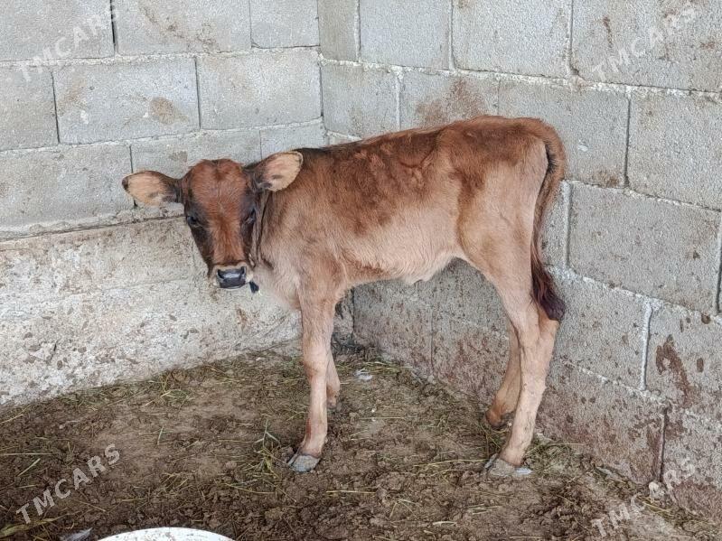 göleli sygyr - Гарадамак Шор - img 4