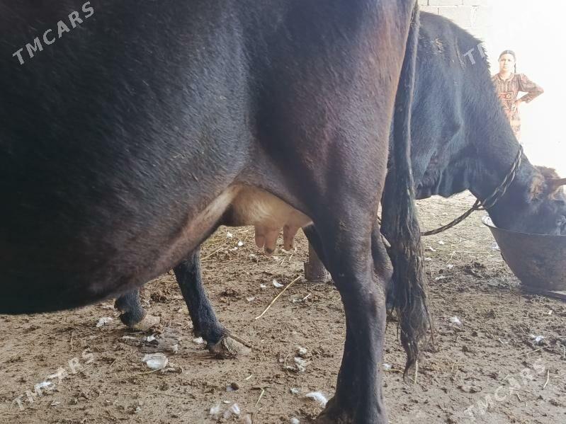 göleli sygyr - Гарадамак Шор - img 2