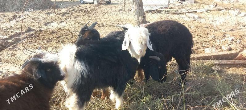 Goyun geci - Гёкдепе - img 3