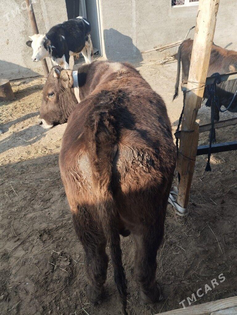 okuz - Ашхабад - img 2