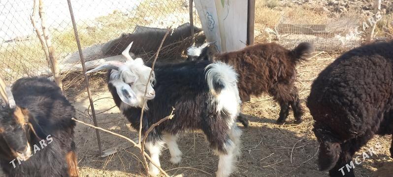 Goyun geci - Гёкдепе - img 4