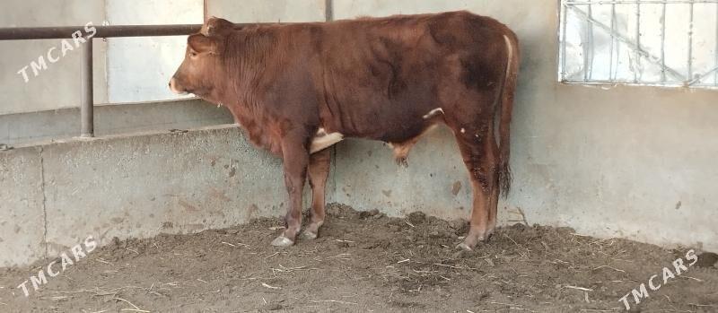 swes okuz - Büzmeýin - img 1