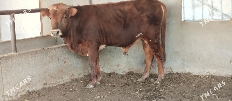 swes okuz - Büzmeýin - img 2