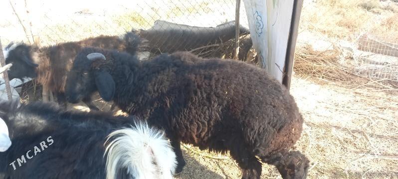 Goyun geci - Гёкдепе - img 1