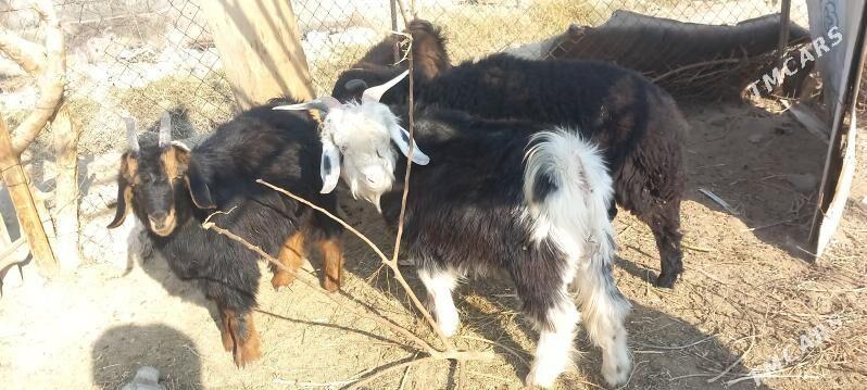 Goyun geci - Гёкдепе - img 2