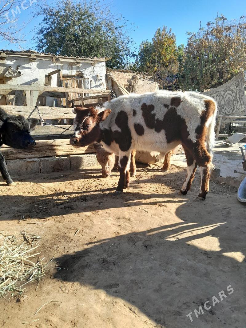 okuz - Кëши - img 5