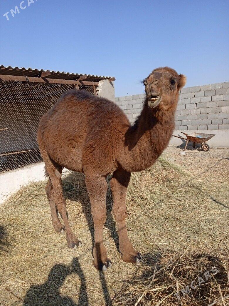 Duye - Кака - img 3